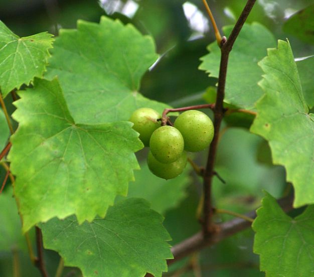 Muscadine Grape - Vitis rotundifolia