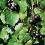 Muscadine Grape - Vitis rotundifolia 2