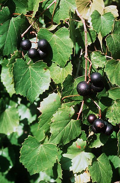 Muscadine Grape - Vitis rotundifolia 2