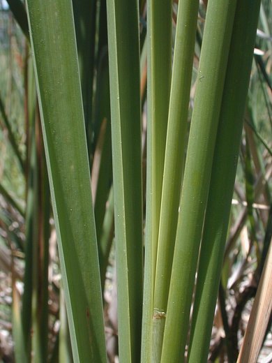 Narrow-leafed Cattail - Typha angustifolia 3