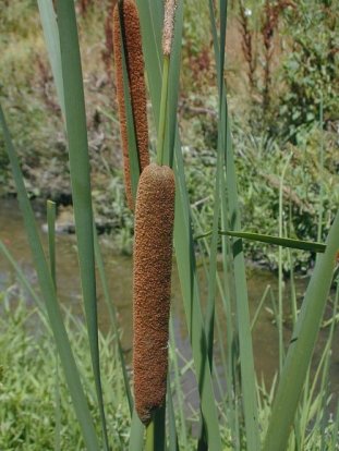 Narrow-leafed Cattail - Typha angustifolia