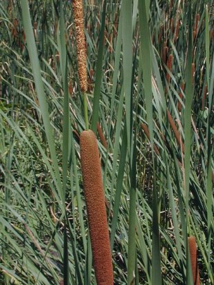 Narrow-leafed Cattail - Typha angustifolia 2