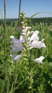 Narrow-leaved Obedient Plant - Physostegia angustifolia 2