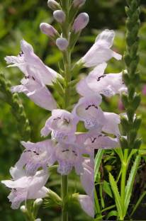 Narrow-leaved Obedient Plant - Physostegia angustifolia