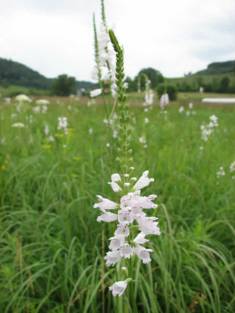 Narrow-leaved Obedient Plant - Physostegia angustifolia 3