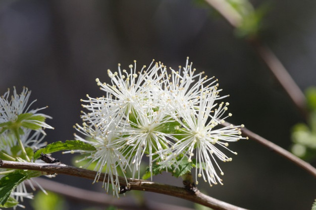 Alabama Snow-wreath, Neviusia, Alabama Snow Wreath - Neviusia alabamensis 4