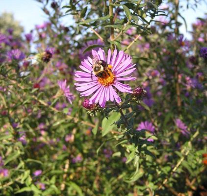 New England Aster - Symphyotrichum novae-angliae (Aster novae-angliae)