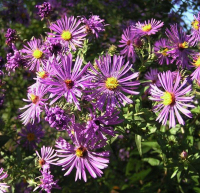 New England Aster - Symphyotrichum novae-angliae (Aster novae-angliae) 4