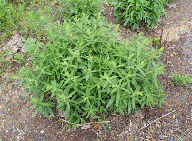 New England Aster - Symphyotrichum novae-angliae (Aster novae-angliae) 2