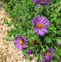 New England Aster - Symphyotrichum novae-angliae (Aster novae-angliae) 3