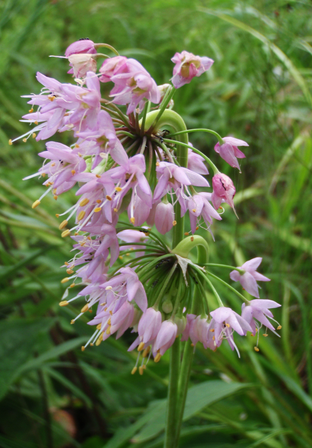 Nodding Pink Onion - Allium cernuum