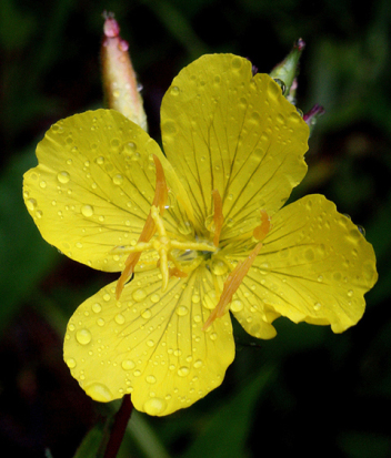 Sundrops, Narrowleaf Evening Primrose - Oenothera fruticosa