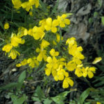 Sundrops, Narrowleaf Evening Primrose - Oenothera fruticosa 3