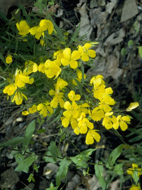 Sundrops, Narrowleaf Evening Primrose - Oenothera fruticosa 3