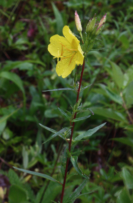 Sundrops, Narrowleaf Evening Primrose - Oenothera fruticosa 2