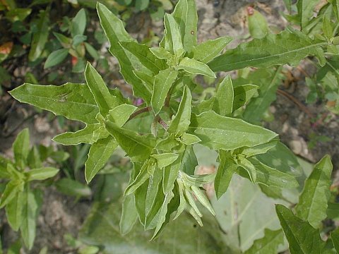 Showy Evening Primrose - Oenothera speciosa