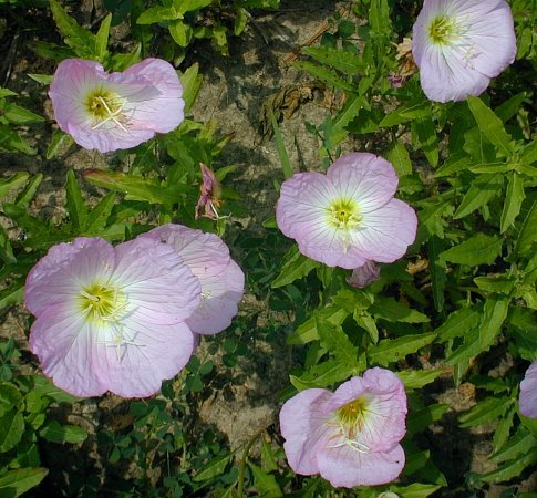 Showy Evening Primrose - Oenothera speciosa 2