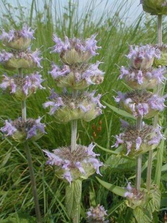 Ohio Horsemint, Downy Wood Mint, Downy Pagoda-plant - Blephilia ciliata