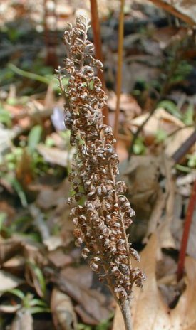 Sensitive Fern, Bead Fern - Onoclea sensibilis 6