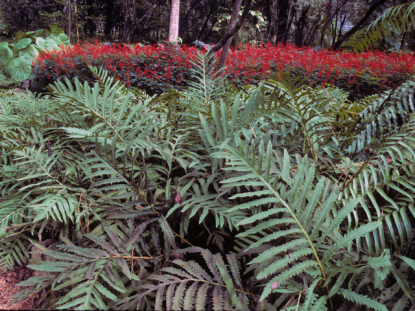 Sensitive Fern, Bead Fern - Onoclea sensibilis 4