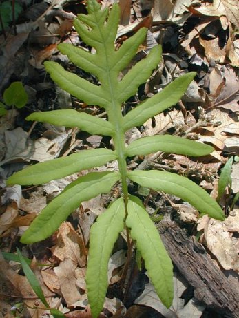 Sensitive Fern, Bead Fern - Onoclea sensibilis 5