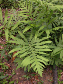 Sensitive Fern, Bead Fern - Onoclea sensibilis