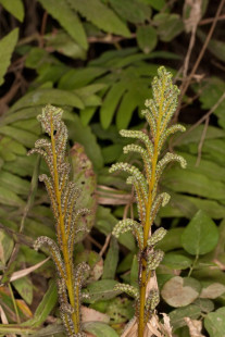 Sensitive Fern, Bead Fern - Onoclea sensibilis 3