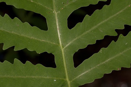 Sensitive Fern, Bead Fern - Onoclea sensibilis 7