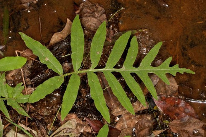 Sensitive Fern, Bead Fern - Onoclea sensibilis 2