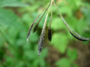 Sweet Cicely - Osmorhiza claytonia 2