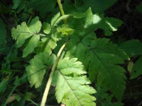 Sweet Cicely - Osmorhiza claytonia