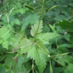 Sweet Cicely - Osmorhiza claytonia 3