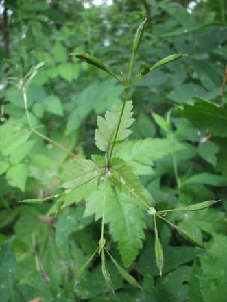 Sweet Cicely - Osmorhiza claytonia 3