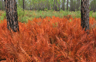 Cinnamon Fern - Osmunda cinnamomea (Osmundastrum cinnamomeum) 5