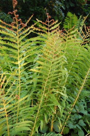 Cinnamon Fern - Osmunda cinnamomea (Osmundastrum cinnamomeum) 4