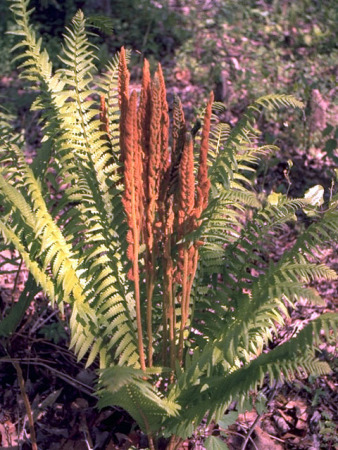 Cinnamon Fern - Osmunda cinnamomea (Osmundastrum cinnamomeum)
