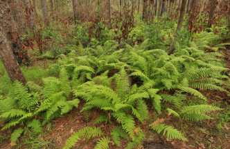 Cinnamon Fern - Osmunda cinnamomea (Osmundastrum cinnamomeum) 3