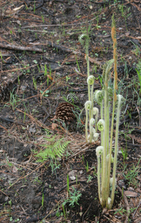 Cinnamon Fern - Osmunda cinnamomea (Osmundastrum cinnamomeum) 2