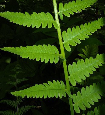 Interrupted Fern - Osmunda claytoniana 3