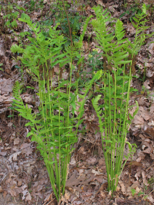 Interrupted Fern - Osmunda claytoniana 2