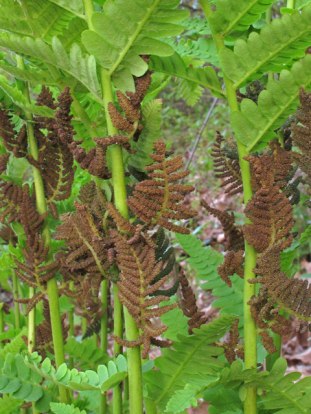 Interrupted Fern - Osmunda claytoniana