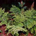 Royal Fern, Flowering Fern - Osmunda regalis 5