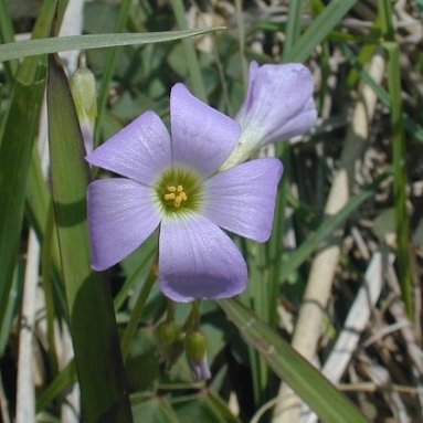 Violet Wood Sorrel - Oxalis violacea 3