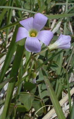 Violet Wood Sorrel - Oxalis violacea
