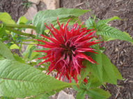 Scarlet Bee Balm, Oswego Tea - Monarda didyma 2