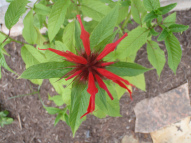 Scarlet Bee Balm, Oswego Tea - Monarda didyma 3