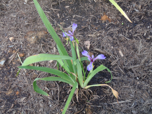 Southern Blue Flag Iris - Iris virginica 2