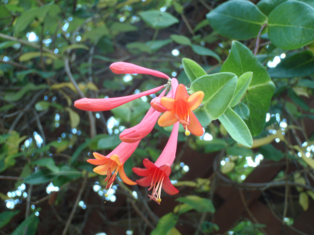 Coral Honeysuckle, Trumpet Honeysuckle - Lonicera sempervirens