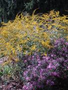 Rough-stemmed Goldenrod, Wrinkleleaf Goldenrod - Solidago rugosa 4