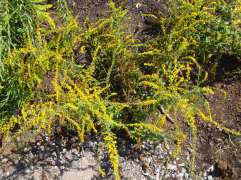 Rough-stemmed Goldenrod, Wrinkleleaf Goldenrod - Solidago rugosa 5